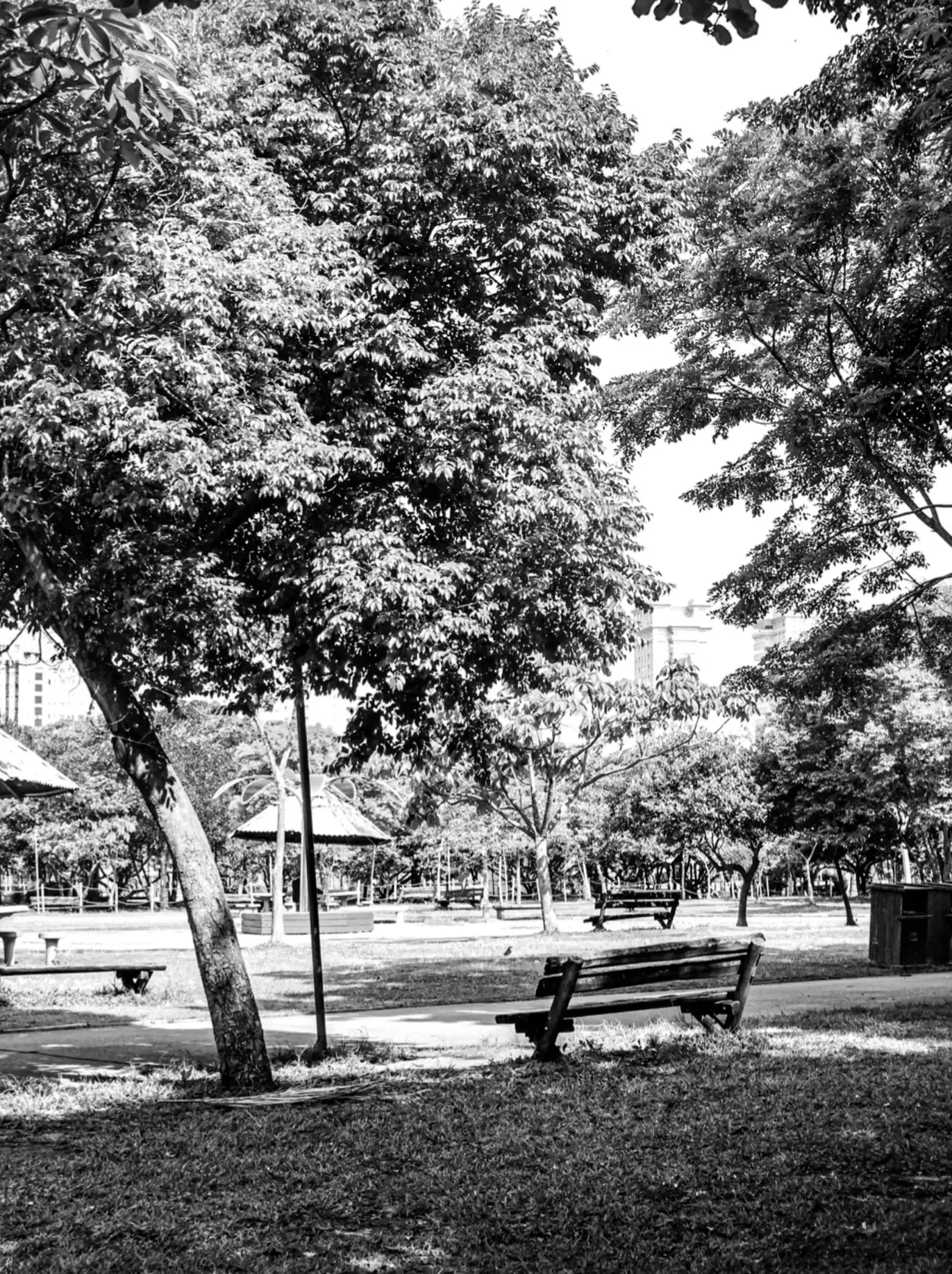 Árvores altas e um banco de madeira em um parque. Foto em preto e branco.
