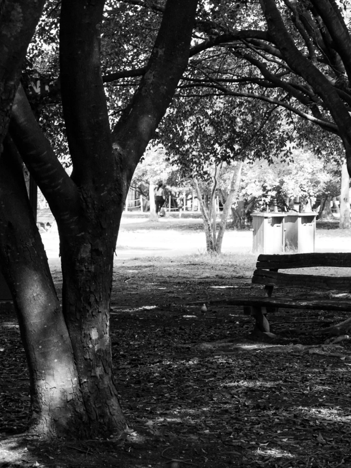 Tronco largo de árvore com sombra no chão e um banco ao fundo. Foto em preto e branco.