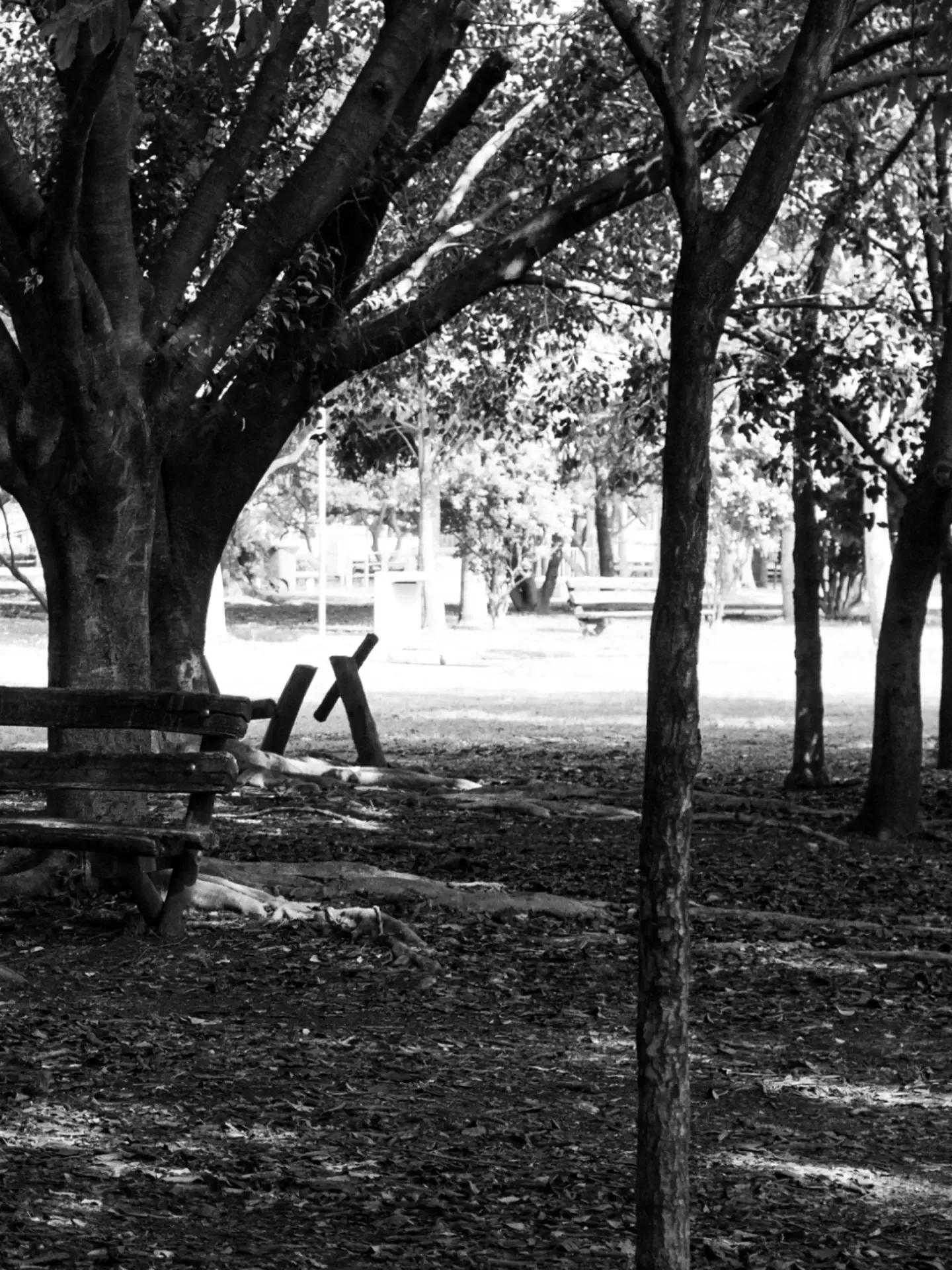 Árvores finas e um banco na sombra, com o gramado claro ao fundo. Foto em preto e branco.