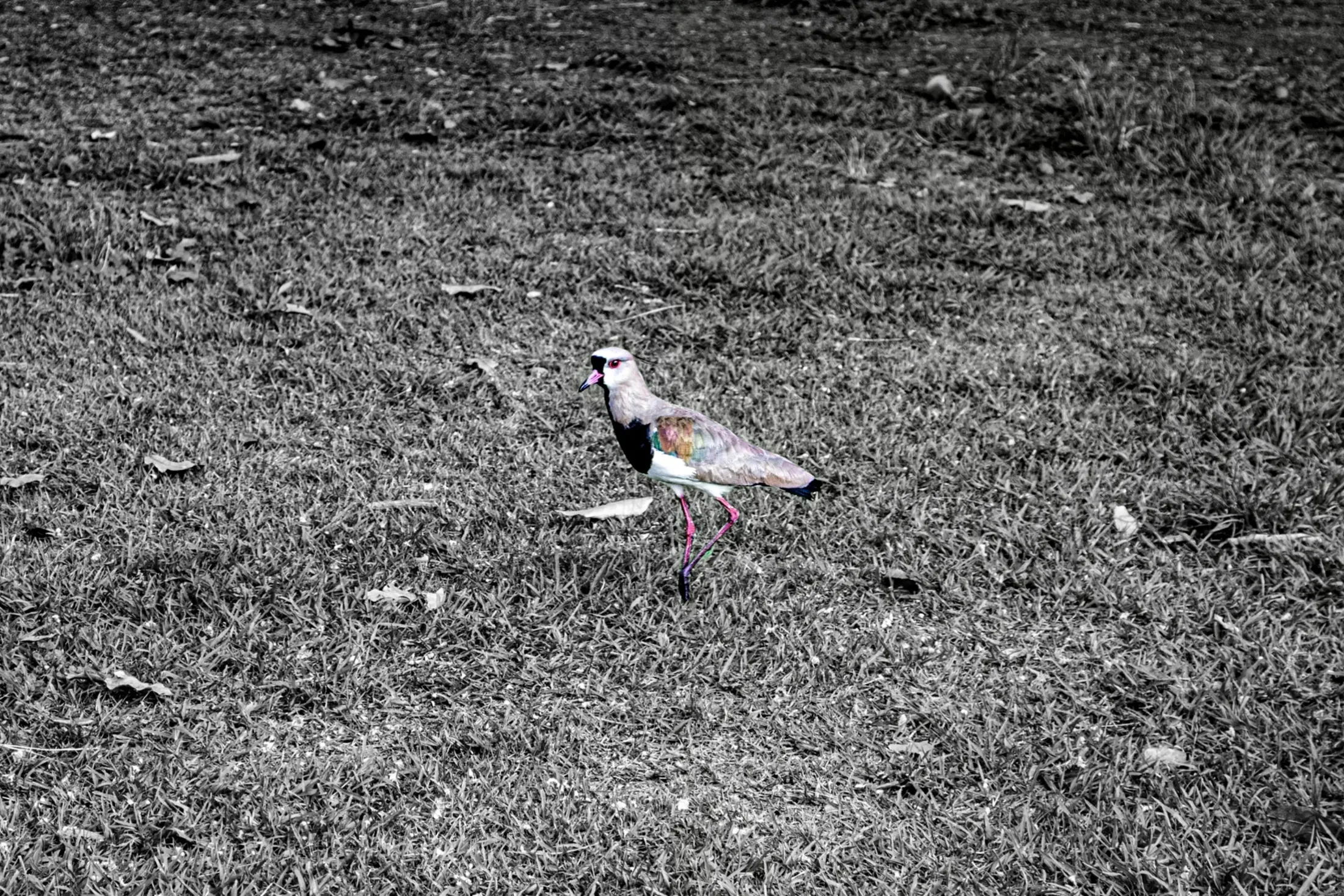 Quero-quero colorido caminha no gramado em preto e branco.